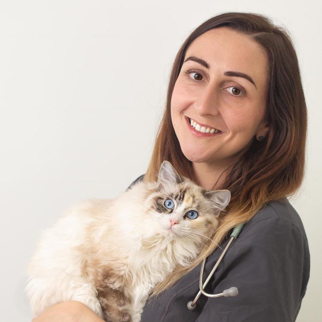Dr Katie Ford holding a fluffy blue-eyed cat