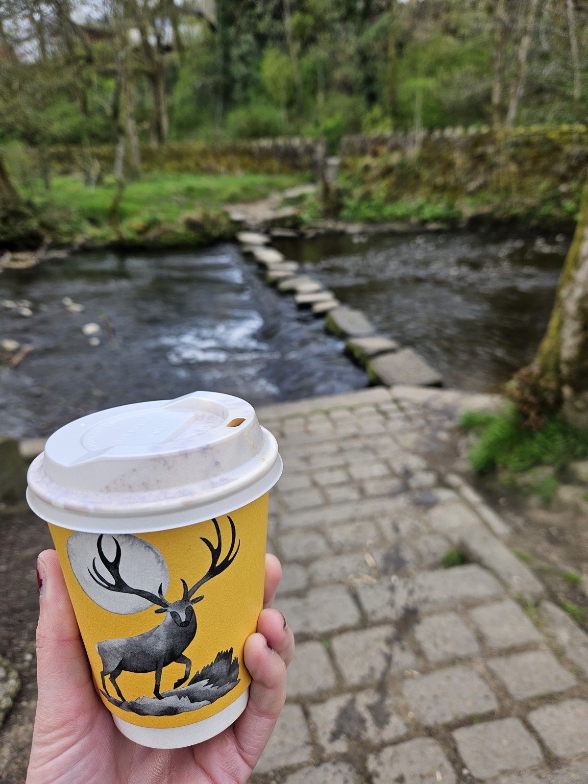 A takeaway coffee beside a woodland stream